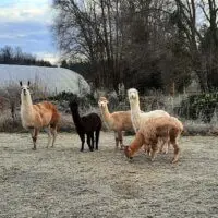 Alpaka Lama Blumenhof