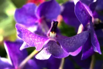 Blumen Orchidee Blumenhof