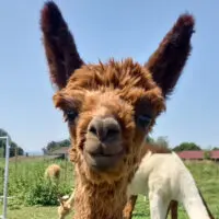Alpaka Annina nah Alpaka Annina nah