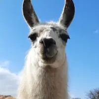 Alpakas Lama Inka Alpakas Lama Inka