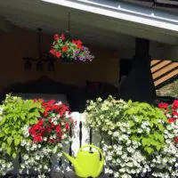 Balkonblumen Am Carport