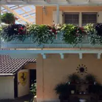 Balkonblumen Pergola