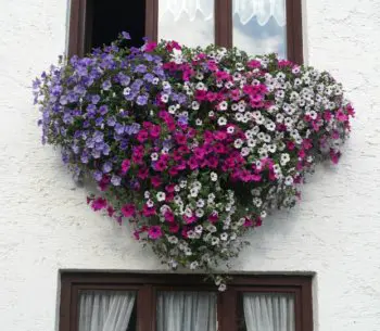 Blumen 2019 Blumen 2019