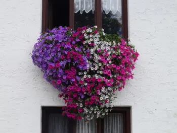 Blumen 2018 von Kefer Bad Aibling Blumen 2018 von Kefer Bad Aibling