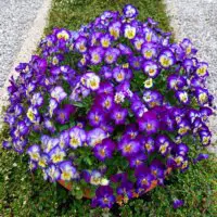 Frühjahr, Hornveilchen blau