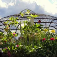 Schöne Frühlingsblumen Bei Kefer