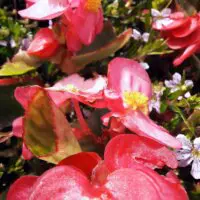 Sommer, Begonien rosa