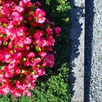 Sommer, Eisbegonien und Cotoneaster