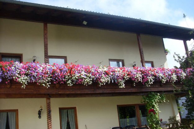 Balkonblumen