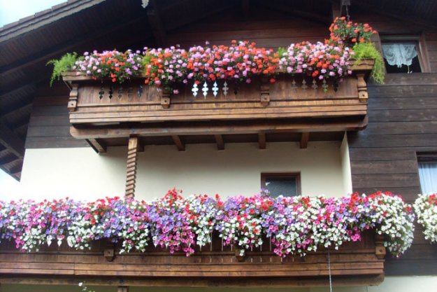 Balkonpflanzen