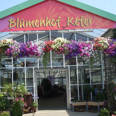Balkonpflanzen bei Blumen Kefer