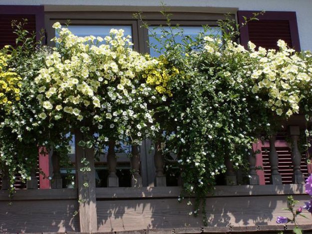 Balkonblumen