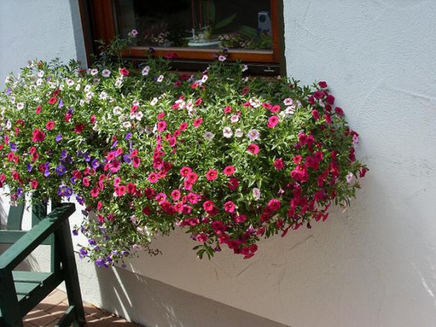 Blumen für Fensterkasten