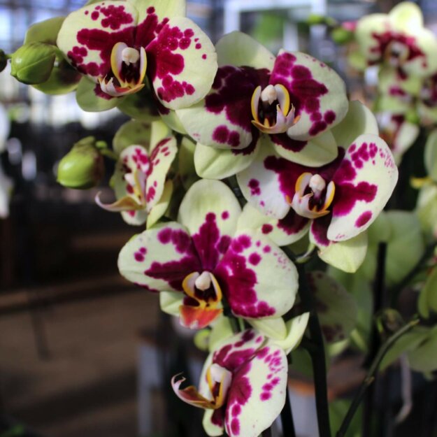 Phalaenopsis Orchidee Pink Gelb