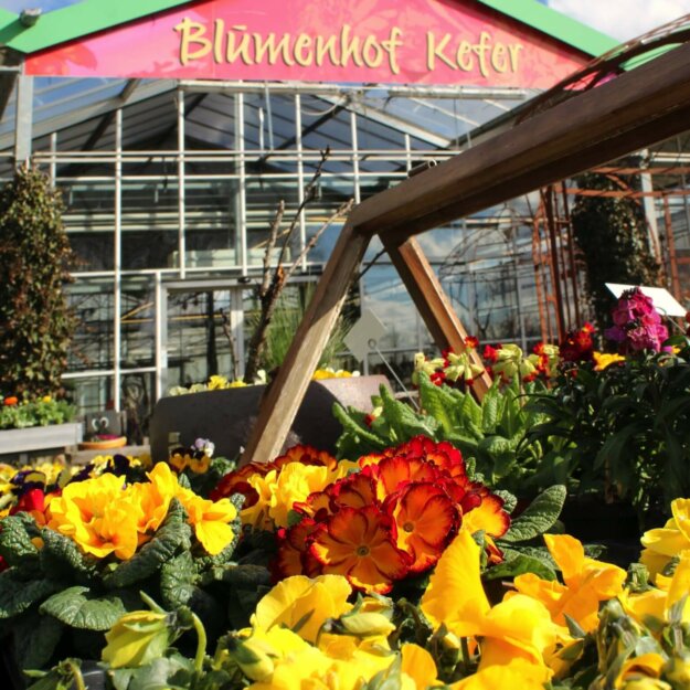 Primeln Aus Dem Blumenhof Kefer