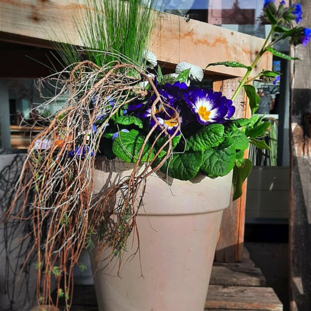 Primeln Dekoriert Im Tontopf