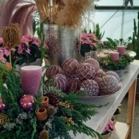 Advent in Rosa