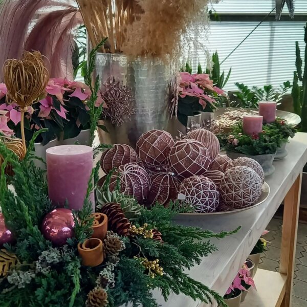 Advent in Rosa Advent in Rosa