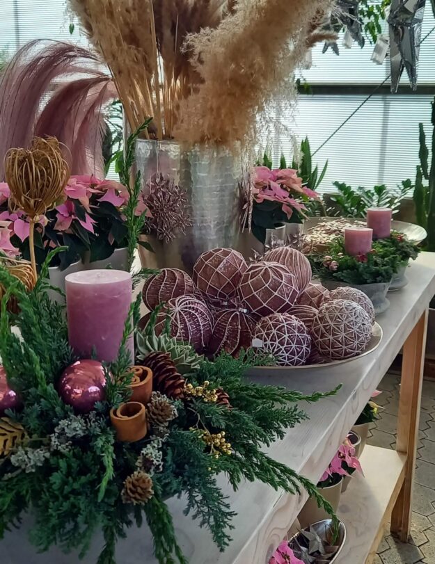 Advent in Rosa