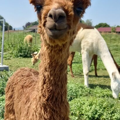 Alpaka Annina