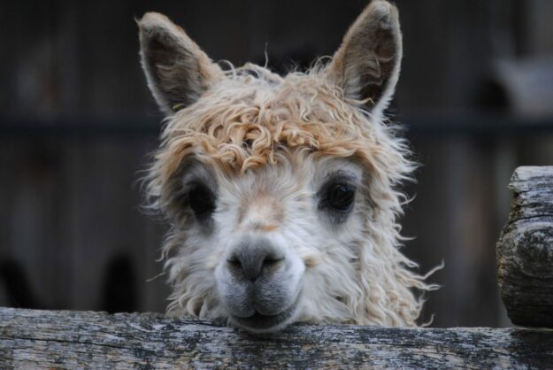 Alpaka grinst allgemein