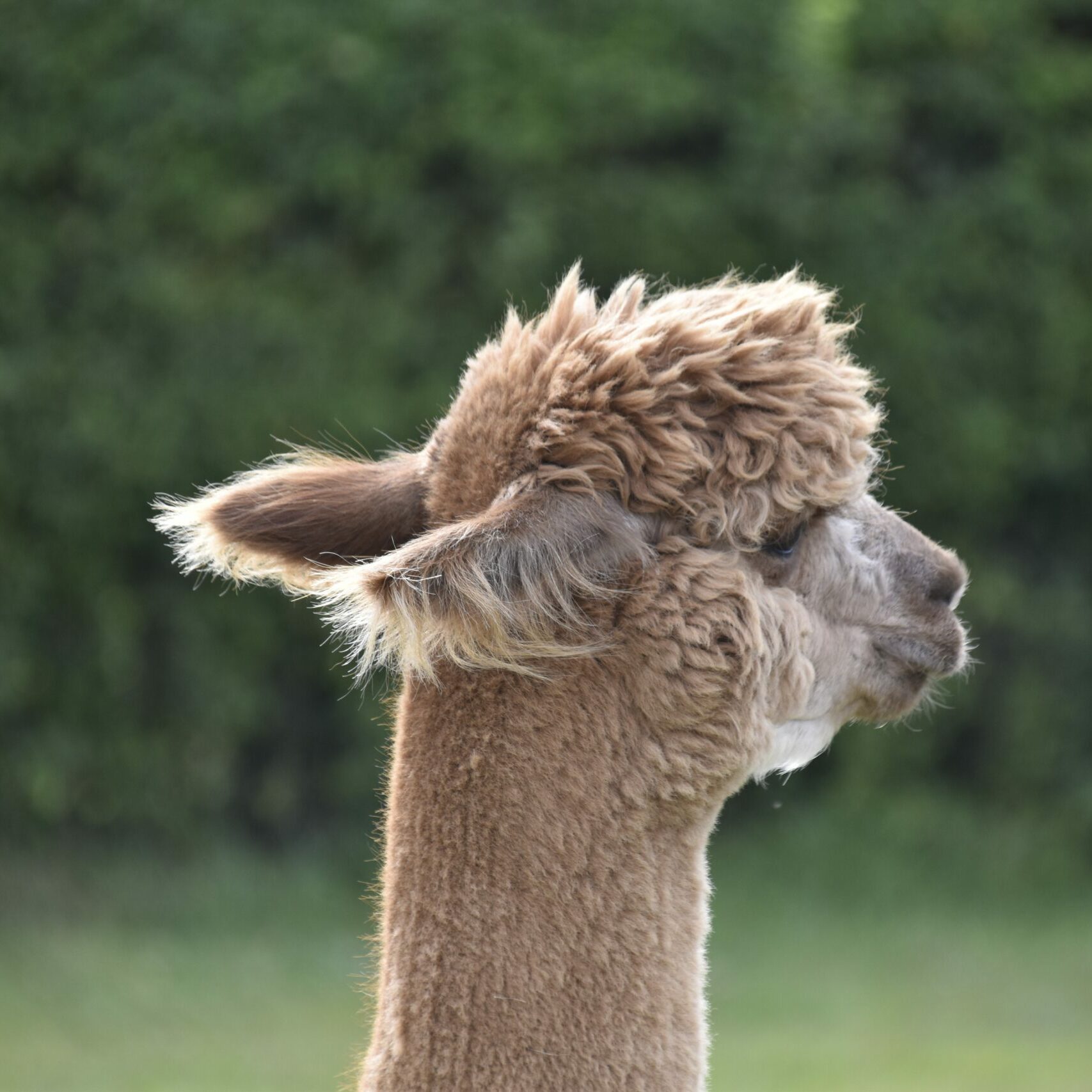 Alpaka Nahaufnahme von hinten allgemein