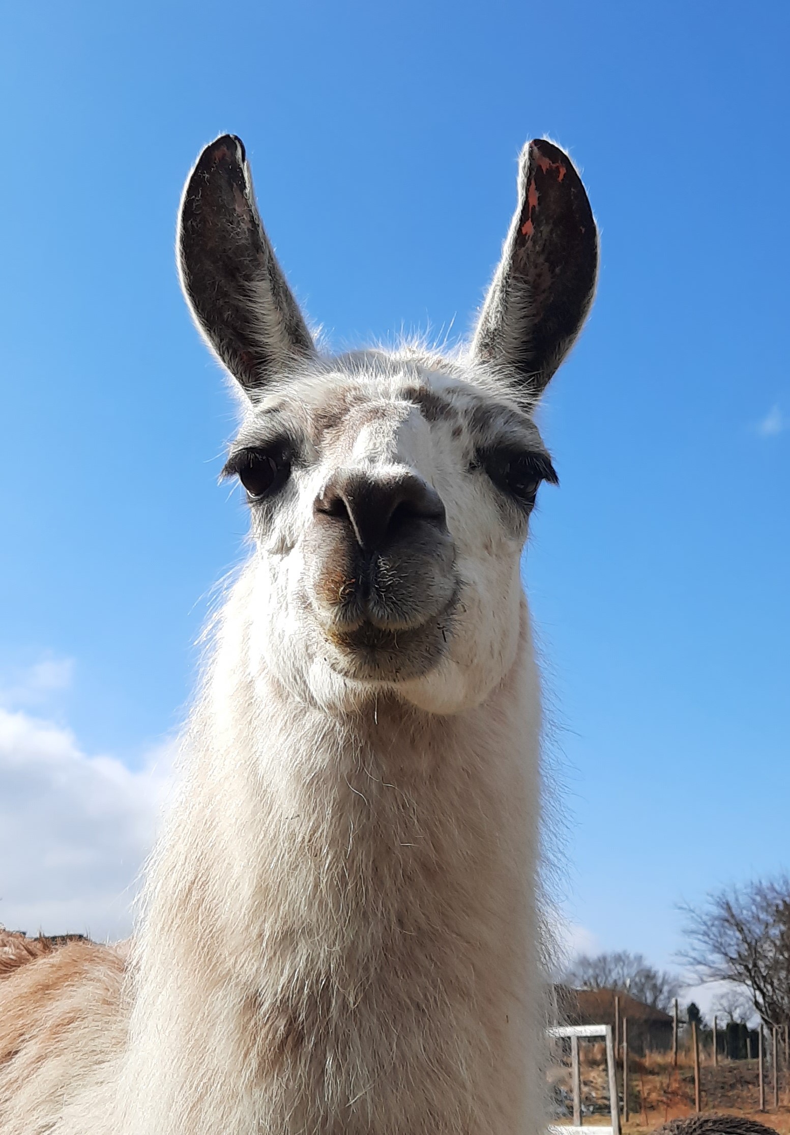 Alpakas Lama by Kefer Blumen Kefer