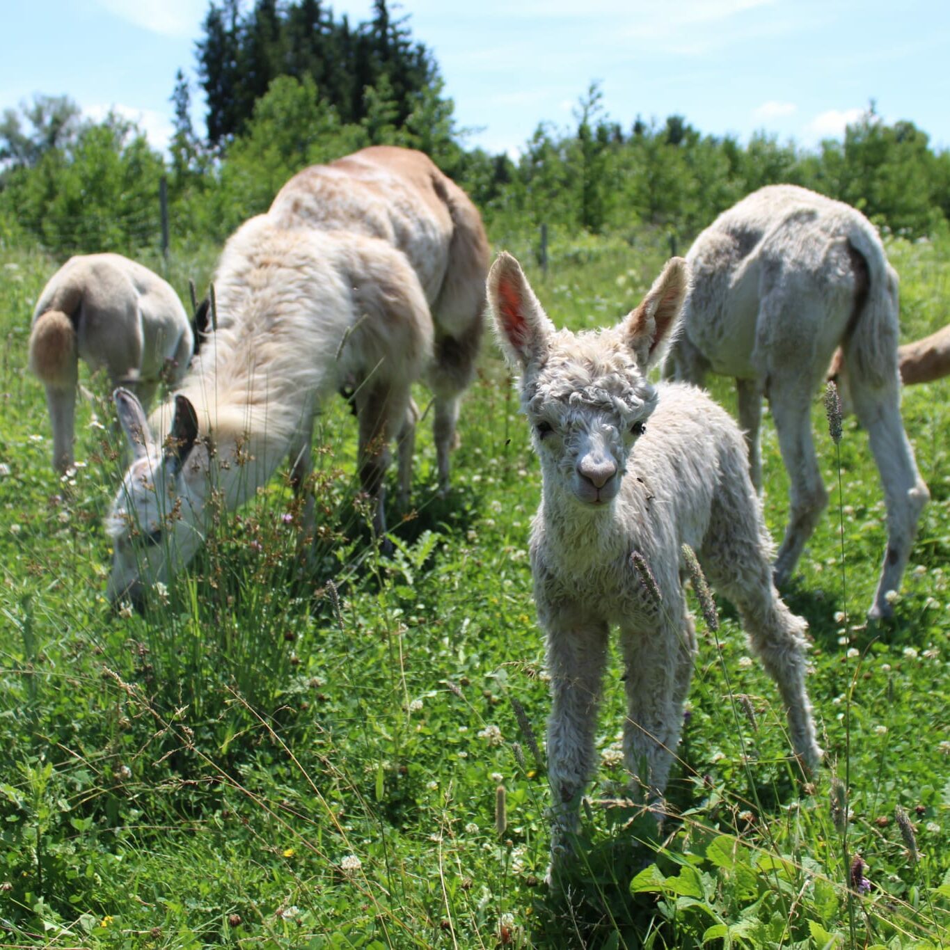 Alpakas Lamas auf der Weide Blumen Kefer