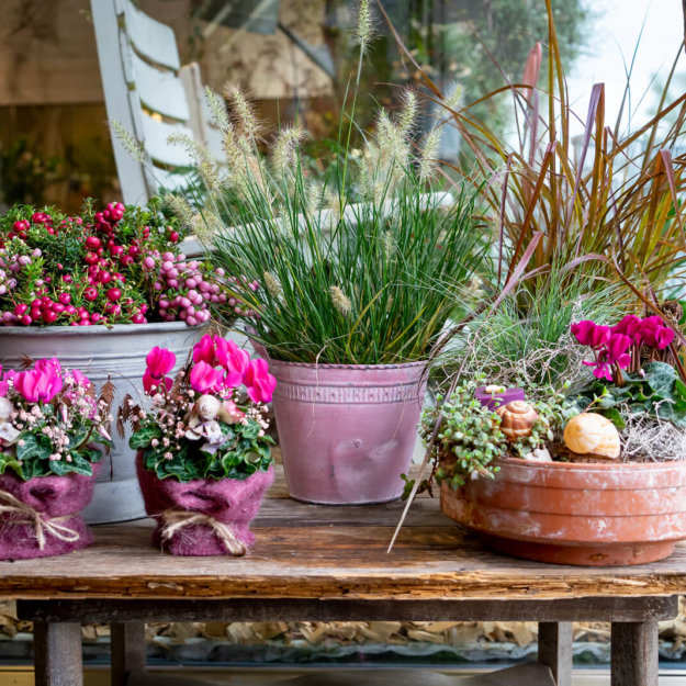 Alpenveilchen Dekoriert