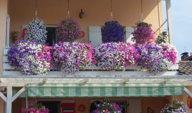 Balkonblumen Bad Aibling