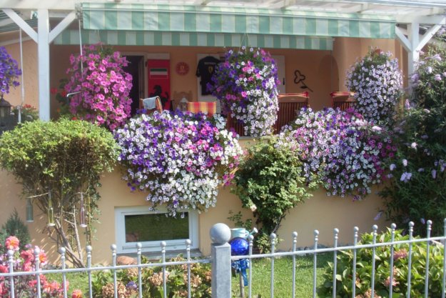 Balkonblumen Sommerlich