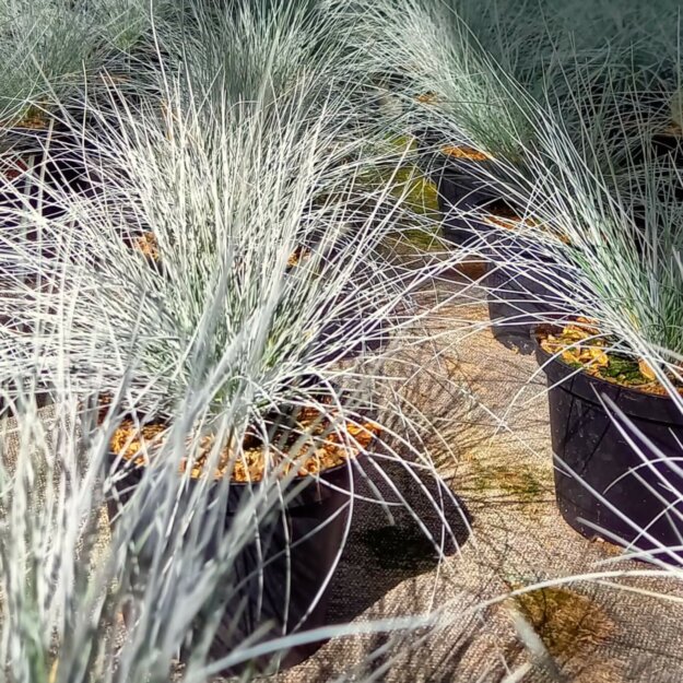 Blauschwingel in Kultur