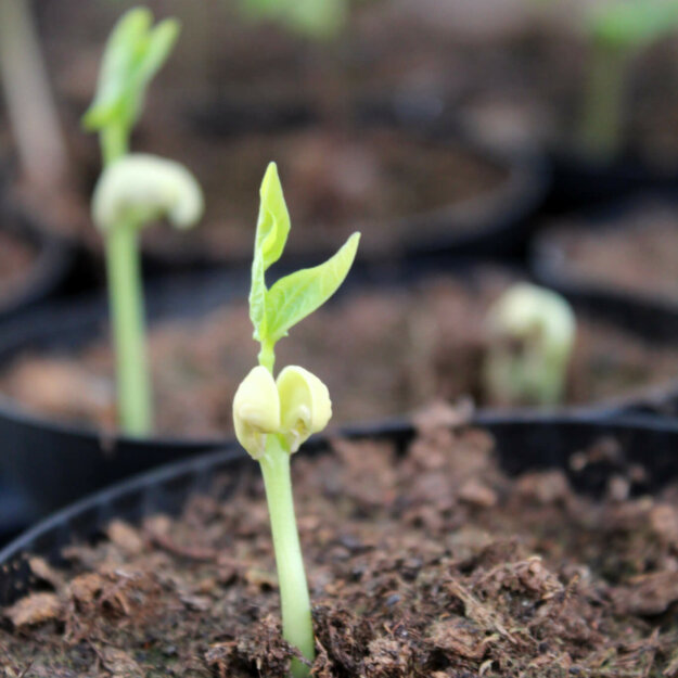 Bohnenkeimlinge