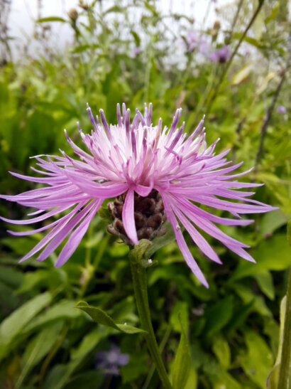 Centaurea jacea