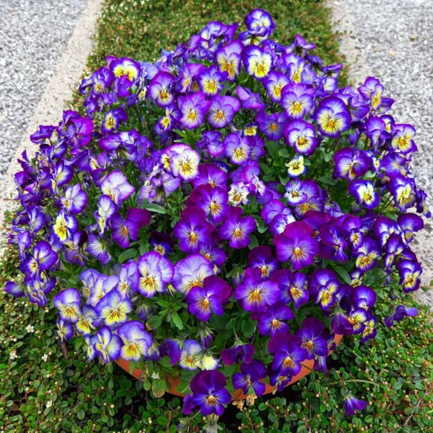 Frühjahr, Hornveilchen blau