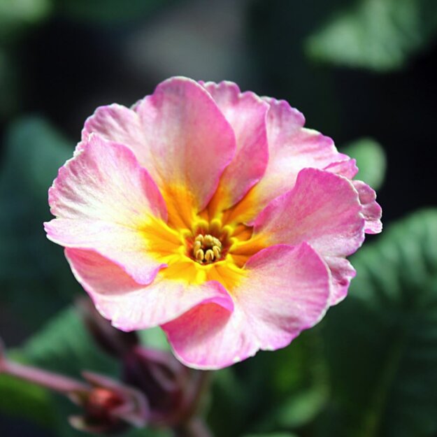 Gärtnerei im Frühling: Primel im Blumenhof