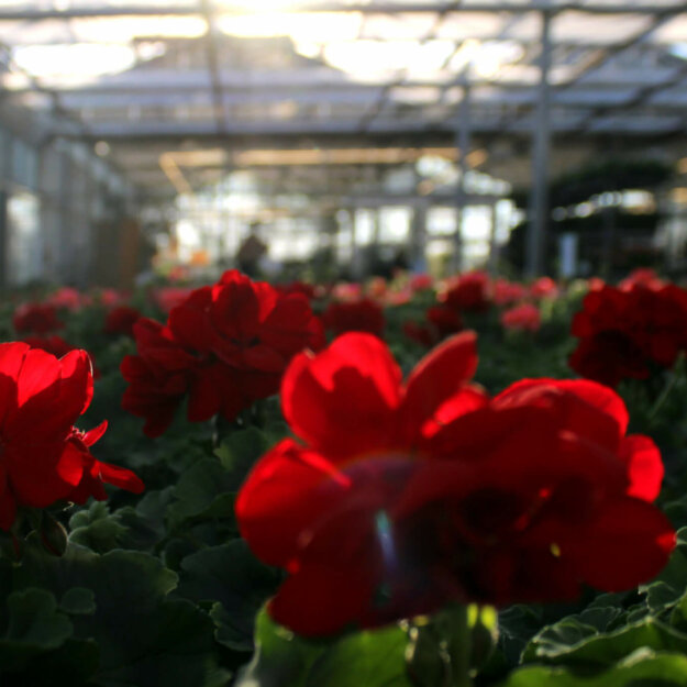 Geranien rot im Abendlicht