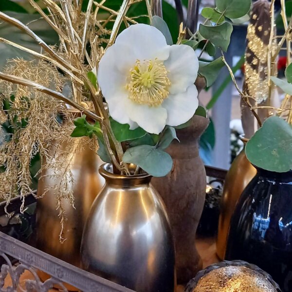 Goldene Vasen mit Schneerose Goldene Vasen mit Schneerose