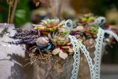 Hauswurz Schoen Dekoriert