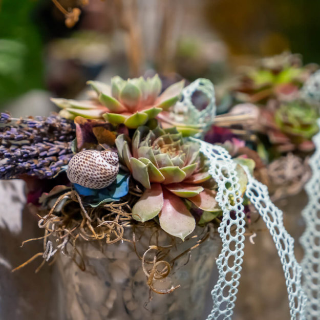 Hauswurz Schoen Dekoriert