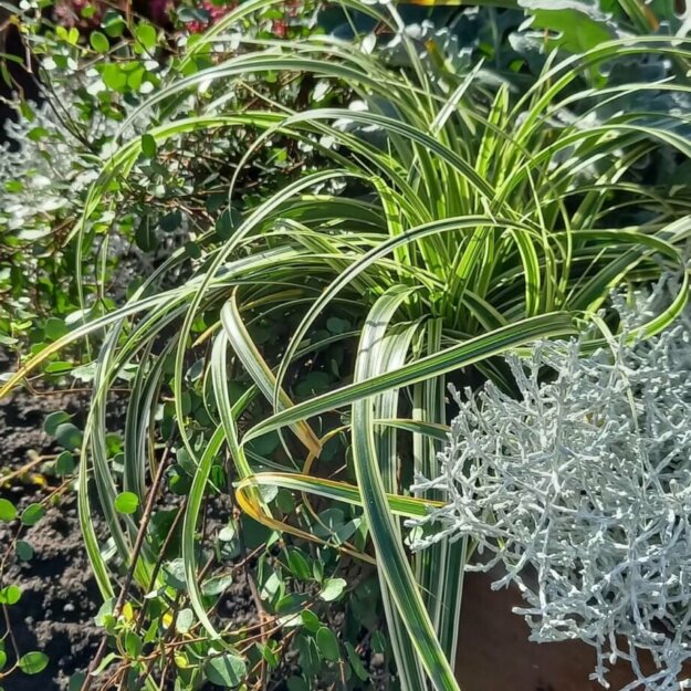 Herbstbefplanzung gemischt mit Muehlenbeckia