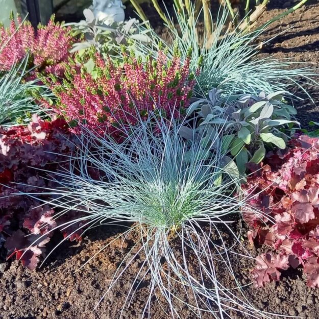 Herbstbefplanzung mit Gräser, Heuchera und Salbei