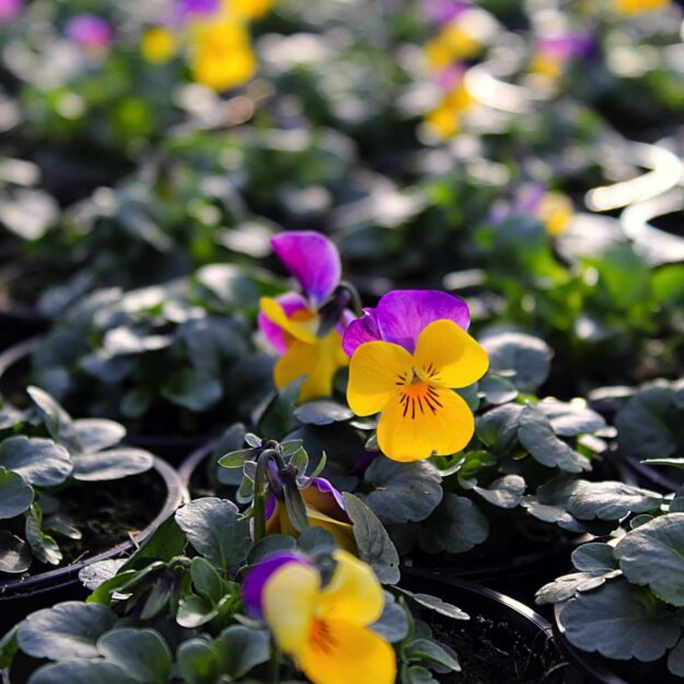 Hornveilchen in der Gärtnerei Blumenhof