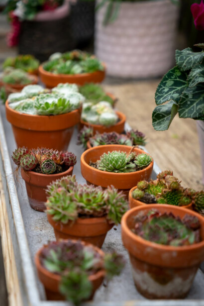 Kleine Hauswurz Pflanzen