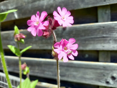 Lichtnelke mit Maskenbiene
