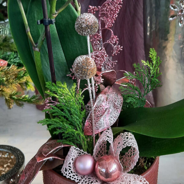 Orchidee Weihnachtlich dekoriert Orchidee Weihnachtlich dekoriert