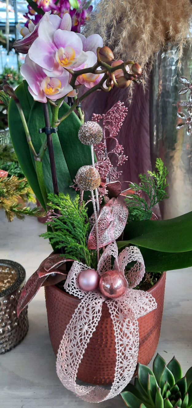 Orchidee Weihnachtlich dekoriert
