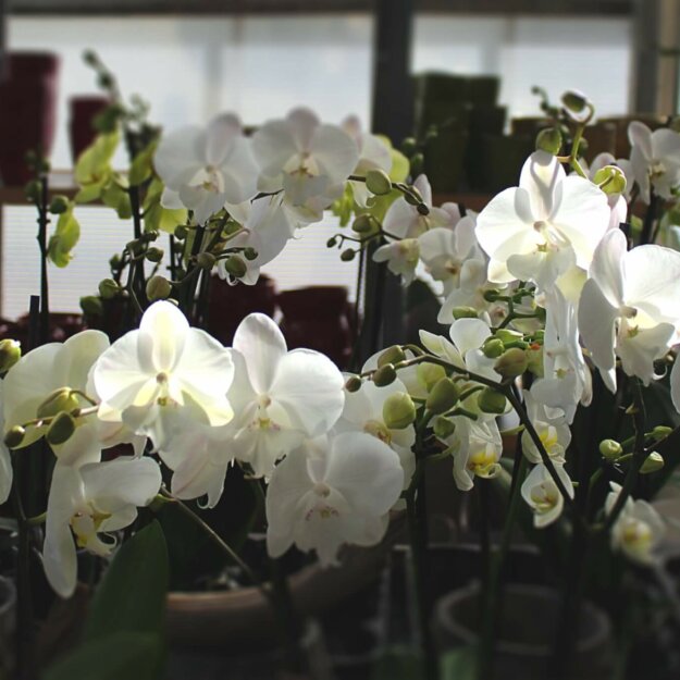 Phalaenopsis Orchideen