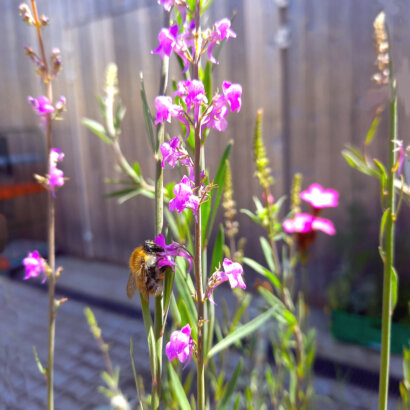 Purpur Leinkraut mit Pelzbiene