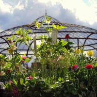 Schöne Frühlingsblumen Bei Kefer